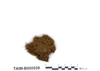 藏品(多形小曲尾苔)的圖片